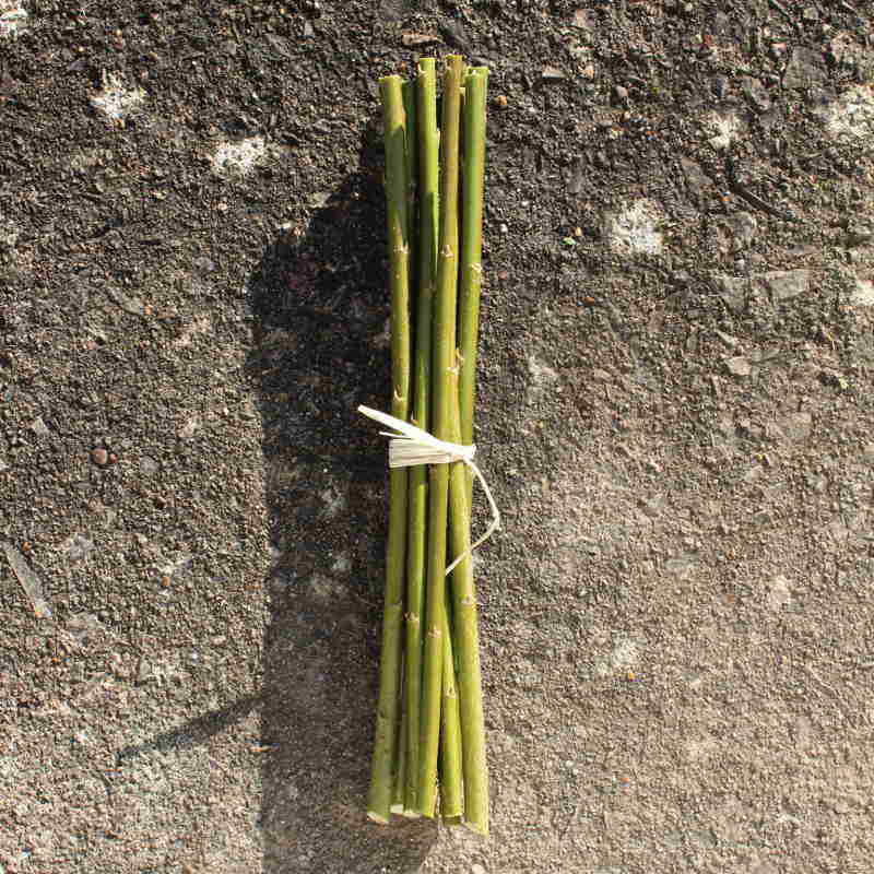 Weeping Willow Tree (12) Cuttings - Ready to root & plant