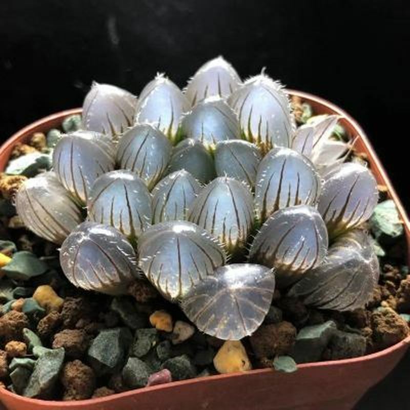 4CM Succulent Live Plant Haworthia Cooperi Huge Purple Line（HO1） Liliaceae Rare