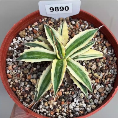 13-15cm Cactus Succulent Plant Agave xylonacantha Home Garden Beautiful Plant