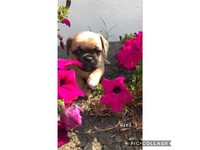 Cattle Dogs In Newcastle Region Nsw Dogs Puppies Gumtree