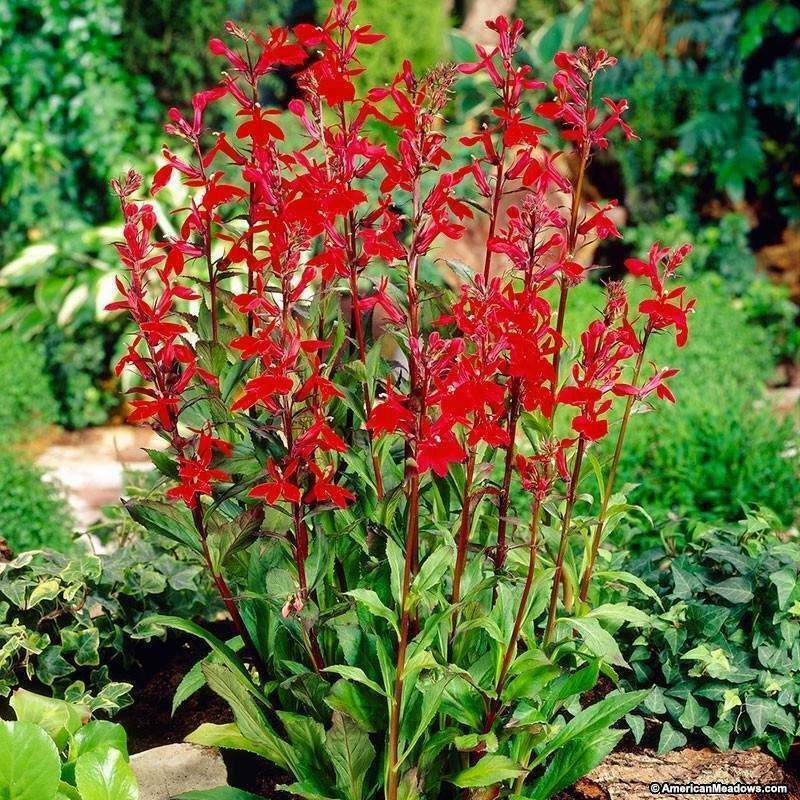 5 Red Cardinal Flower Roots/Root Systems (Lobelia cardinalis)