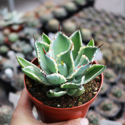 7-8cm Succulent Cactus Live Plants Agave pumila Beautiful Cactus Rare Succulent