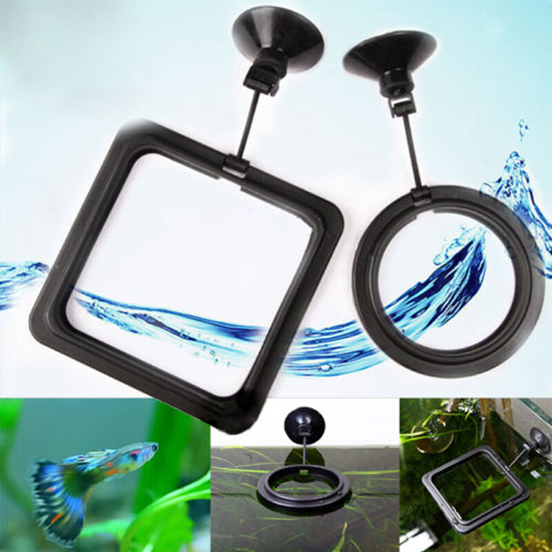 Schwimmenden Futterring Floating Füttern Saugnapf für Teichfische Aquarium Blau