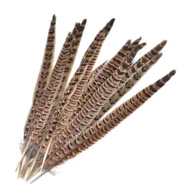 RINGNECK PHEASANT TAIL - 2 - Fly Tying Materials - Fly Tying Feathers - 10-12 in