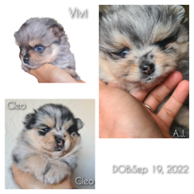 Pomeranian Male and female merle and Tan