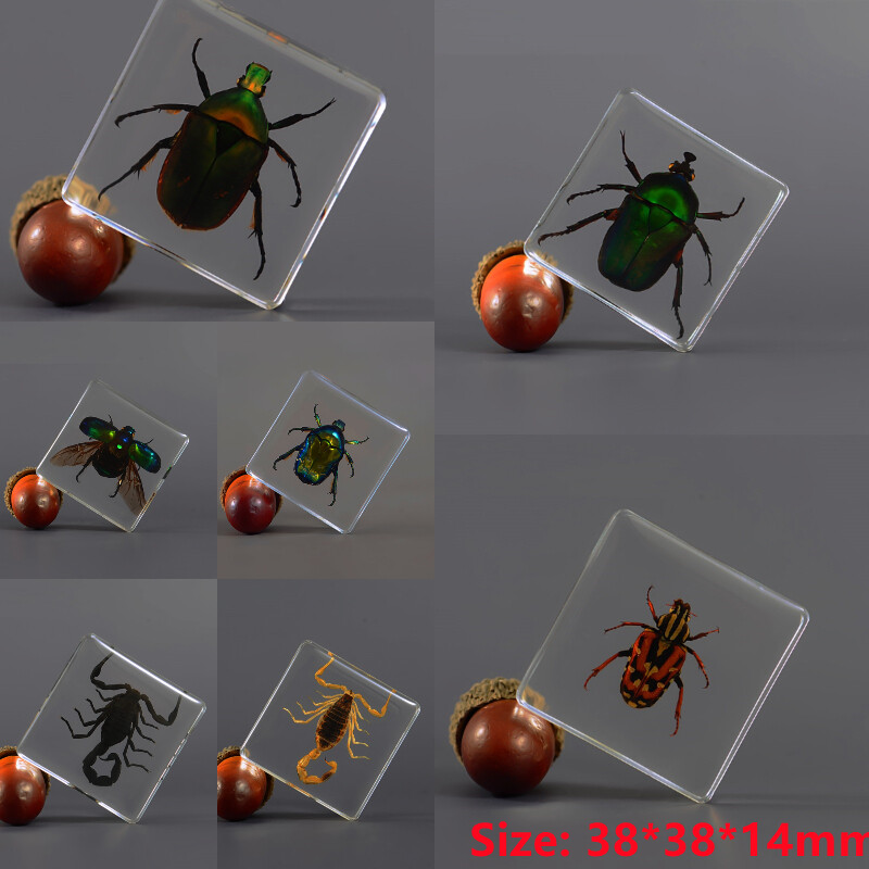 VÃ©Ritable Insecte Chafer Beetles RÃ©Sine SpÃ©Cimen Presse-Papier Scorpion Collecte