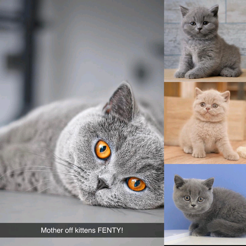 Chunky blue british shorthairs in Barking, London Gumtree