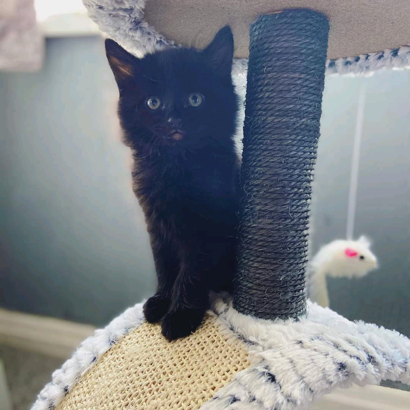 Kitten for sale in Meadows, Edinburgh Gumtree