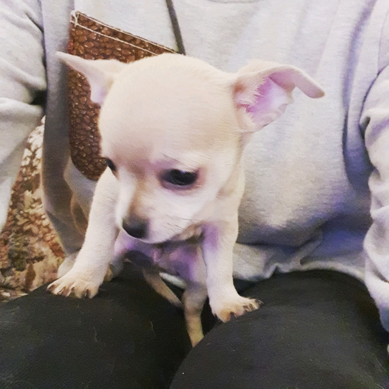 Chihuahuas for sale | in Darlington, County Durham | Gumtree