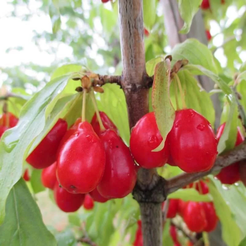 Cornus Mas 'Bylda' * - Cornouiller MÃ¢Le Ã  Gros Fruits