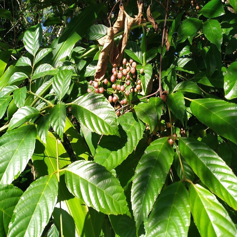 Dried Organic Bandicoot Berry Leea Indica Leaves Loose Leaf Herbal Tea Leeaceae