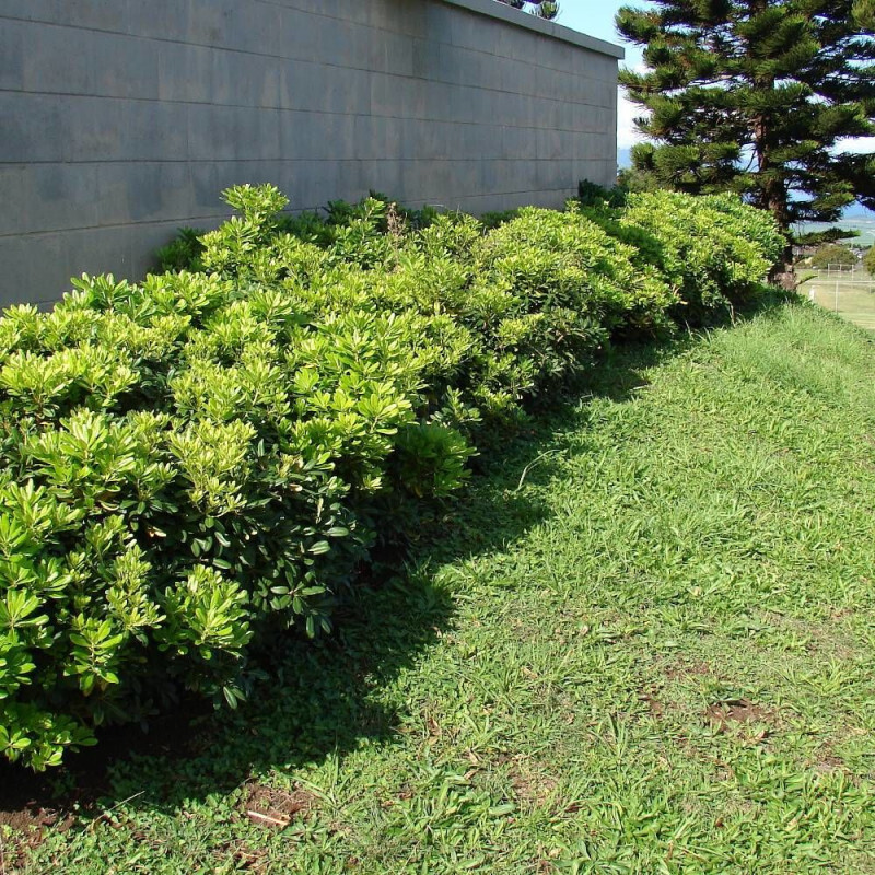 Pittospore De Chine--Arbustif