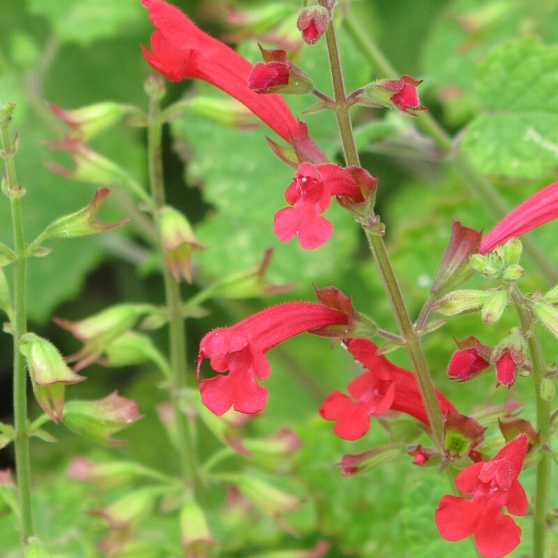 3 Samen Salvia Roemeriana 