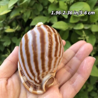 5-9CM Natural Sea Snail Shell Conch Seashells Hermit Crab Succulents Pot