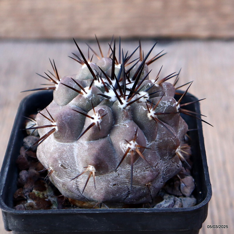 D3087 COPIAPOA CINEREA BLACK SPINES pot6-H5-W6 cm MaMa