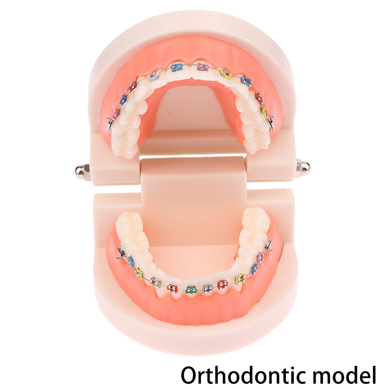 Dental Typodont Tooth Model Standard Teaching Demoning Demying Ã©Tudiant ~