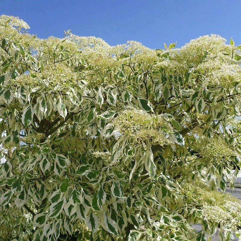 Cornus Controversa 'Variegata' - Cornouiller Des Pagodes Tabulaire Panaché