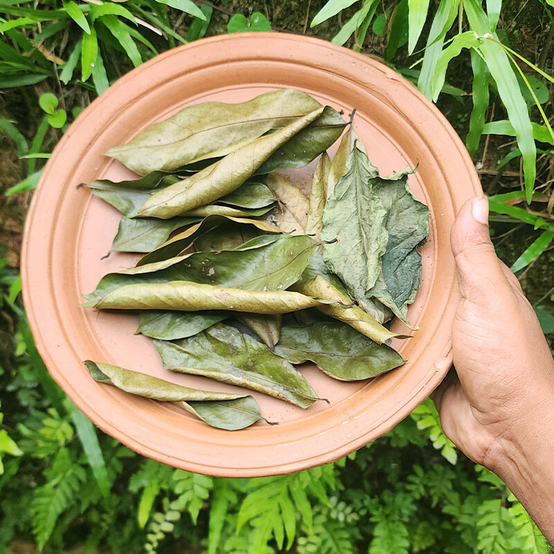 Soursop Leaves 