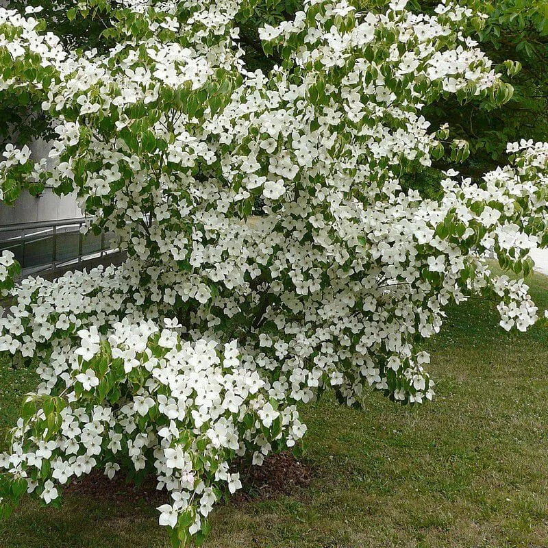 Cornus Kousa 'Milky Way' - Cornouiller Asiatique Ã  Fleurs Blanches