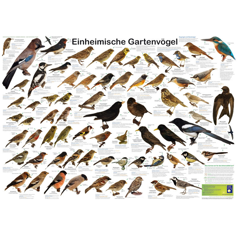 Planet Poster Editions Poster Einheimische GartenvÃ¶Gel