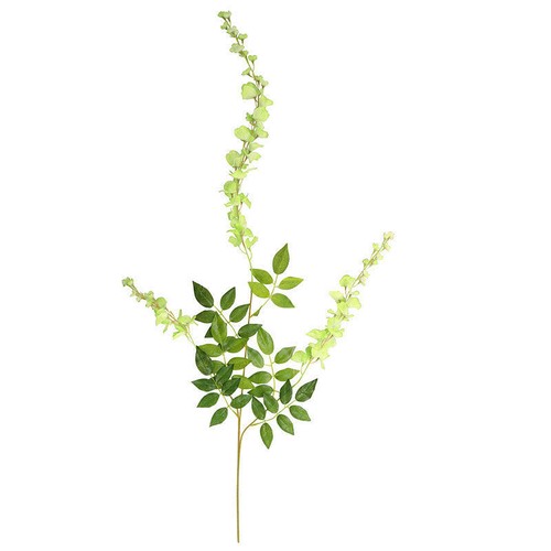 80001835 Monstera Dubia Kletterpflanze Seeds Climbing 2 Samen | eBay.de