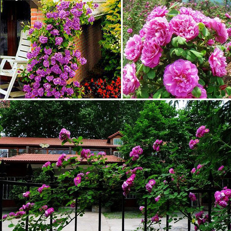 100Pcs Climbing Rose Perennial Fragrant Flower Seeds Home Decor