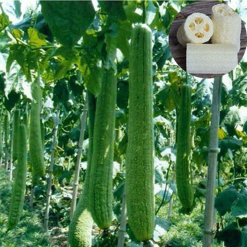 Natural loofah cheap