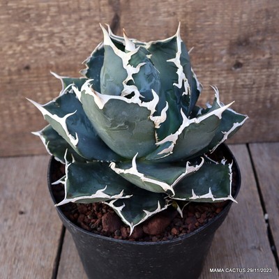 D2769 AGAVE TITANOTA COMPACT FORM pot18-H19-W21 cm MaMa Cactus