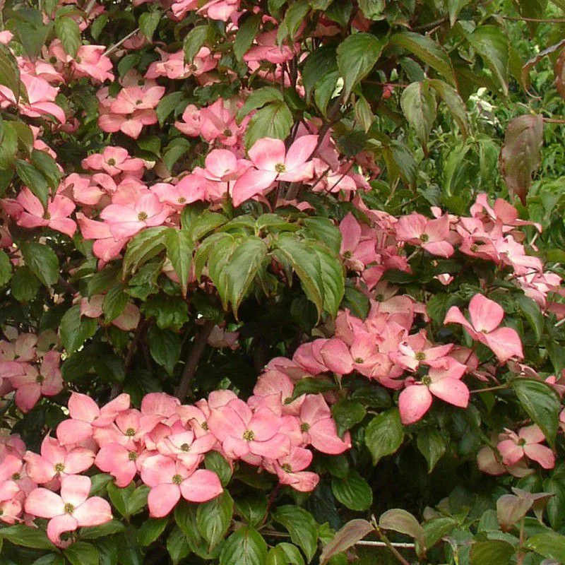 Cornus Kousa 'Satomi' - Cornouiller Ã  Fleurs Roses