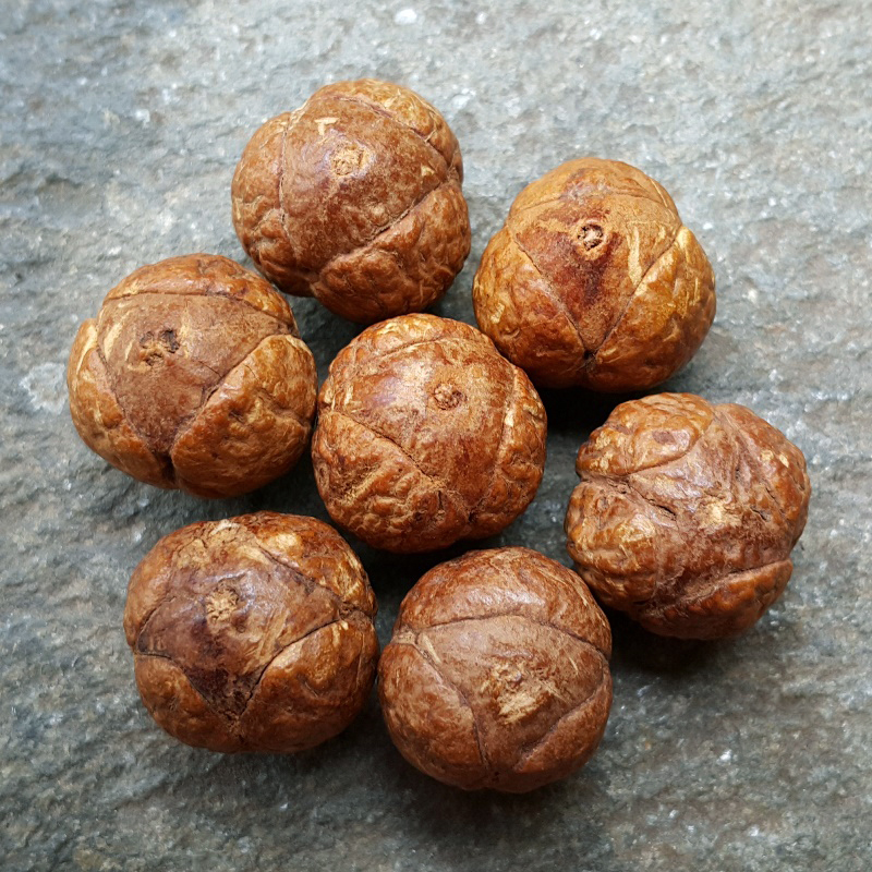 14 Beads Phoenix Eye Bodhi Seed Genuine Indonesian Buddha Chitta Mala