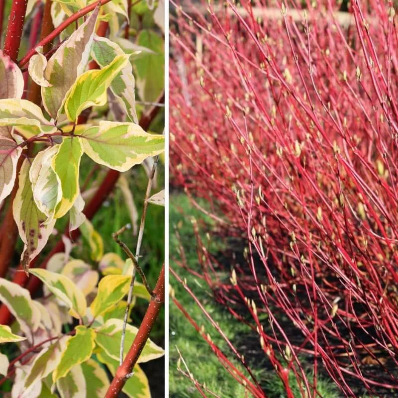 Cornus Alba 'Spaethii' - Cornouiller Blanc De SibÃ©Rie Ã  Bois Rouge Et Feuillage 