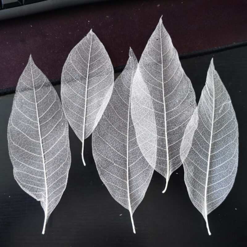 100pcs Natural Magnolia Leaf Skeleton Vein Craft DIY Scrapbooking Card