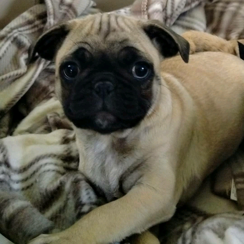 Pug x French bulldog ,(frugs) in Sturminster Newton, Dorset Gumtree