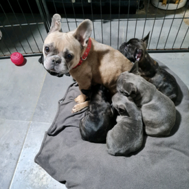Bulldog In Huddersfield West Yorkshire Dogs Puppies For Sale Gumtree