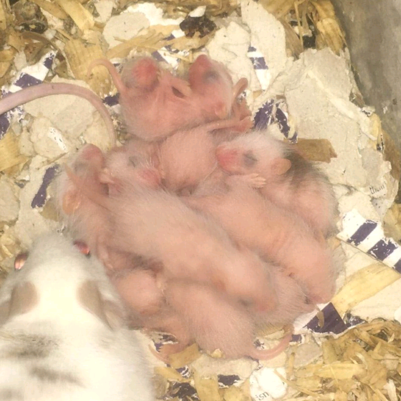 African soft furred mice/rats in West Moors, Dorset Gumtree