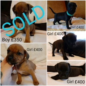 patterdale puppies terrier