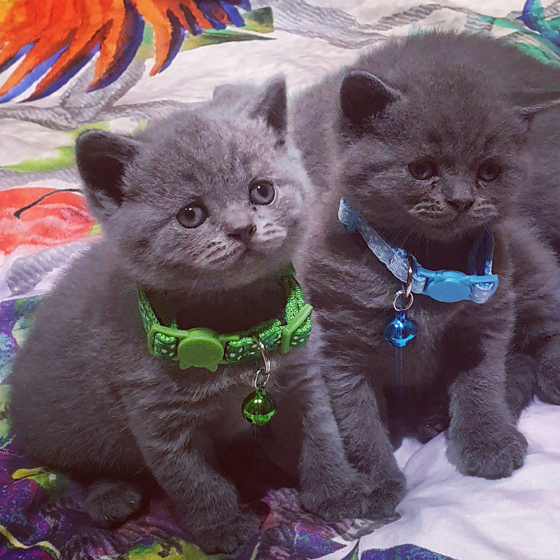 Kittens english blue cat in Waltham Abbey, Essex Gumtree