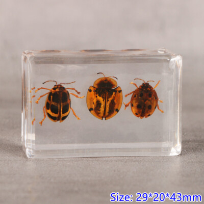 Insect En Résine Spécimen Presse-Papier Spider Beetle Scorpion Collection École