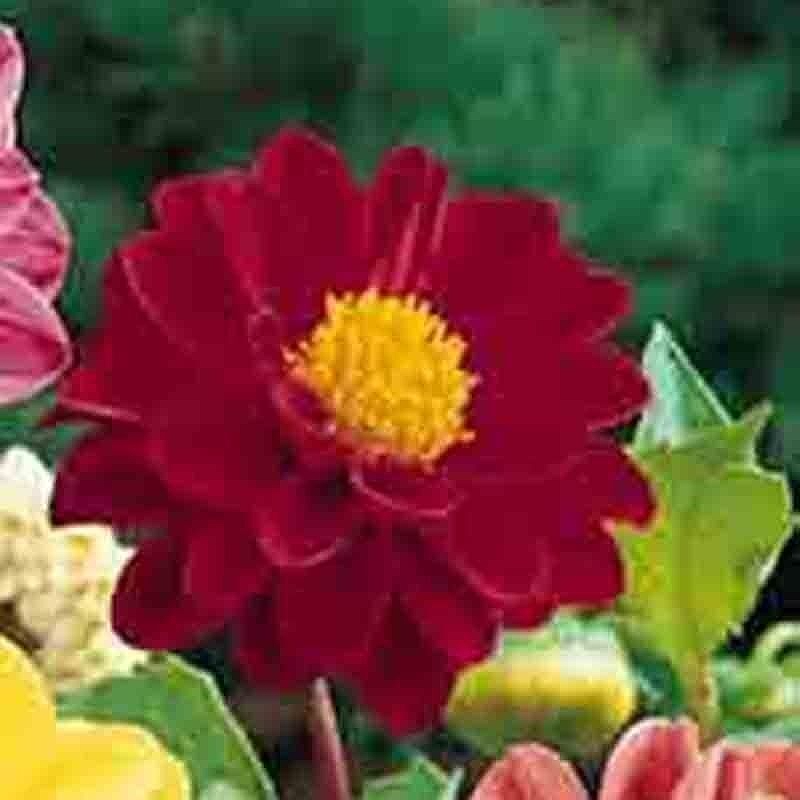 50 DAHLIA SEEDS RARE DWARF AUTUMN MIX HUGE FLOWERS GARDEN CONTAINERS BEES USA