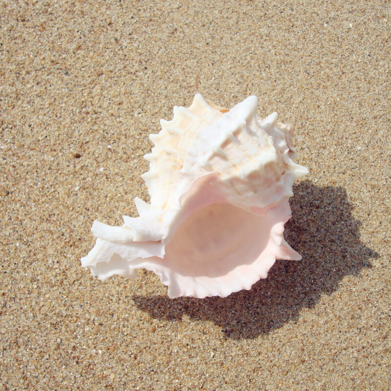 710cm-natural-pinkmouth-murex-conch-shell-aquarium-landscaping-ornament