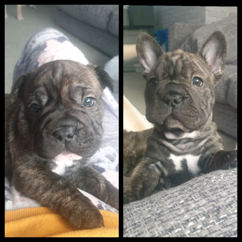 Shar Pei French Bulldog Mix