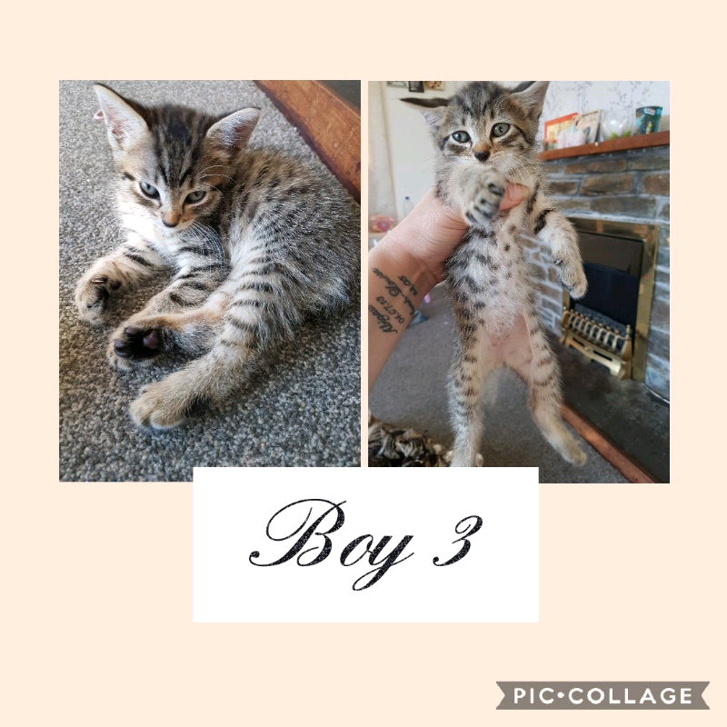 Tabby x Bengal kittens in Torpoint, Cornwall Gumtree