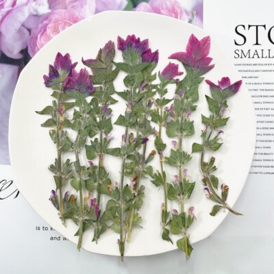 12PCS Real Pressed Dry Clary Sage flower with leaves stem for art Craft FHT25