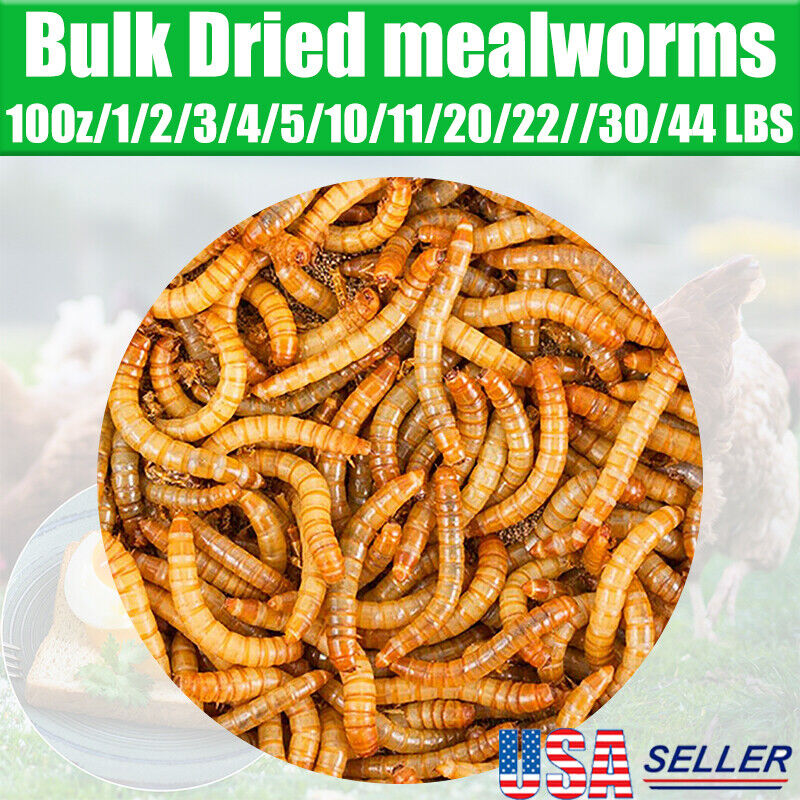 Bulk Dried Mealworms Non-GMO for Wild Birds Blue Bird Chickens Hen Treats LOT