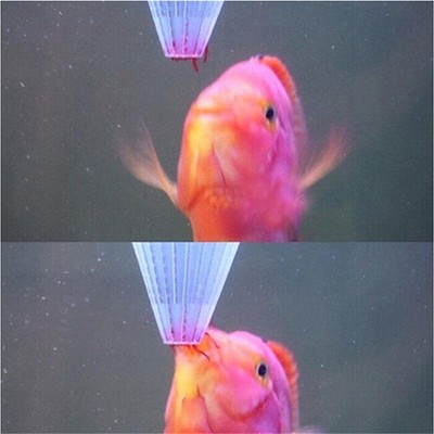 4pcs Aquarium Red Worm Feeder Cone Feeding for Fish Tank Angel Fish Discus Fi JL