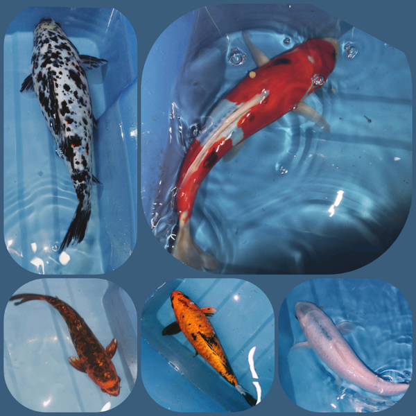 Pond Goldfish for sale in UK 85 used Pond Goldfishs