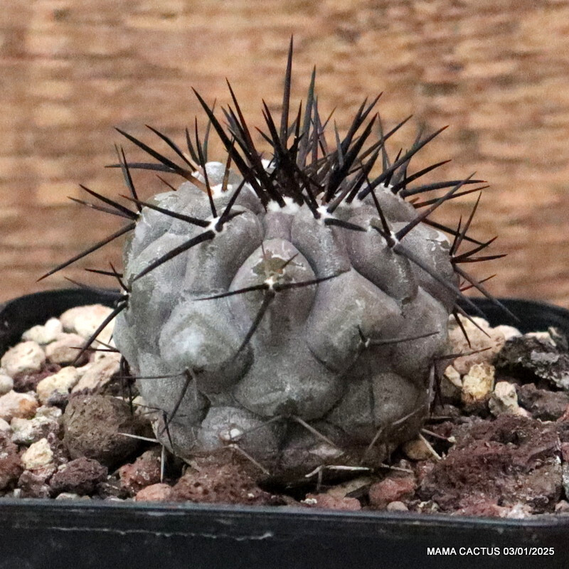 新品　COPIAPOA CINEREA  FlowerSeason Copiapoa cinerea (KK624) #83.7 - Mesa Garden