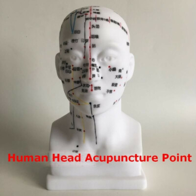 Chinese Traditional Head Acupuncture Point Massage Model Teaching Education Tool