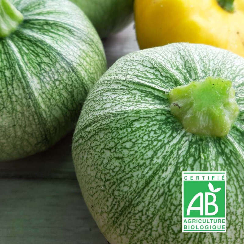 Graines De Courgette De Nice Bio--