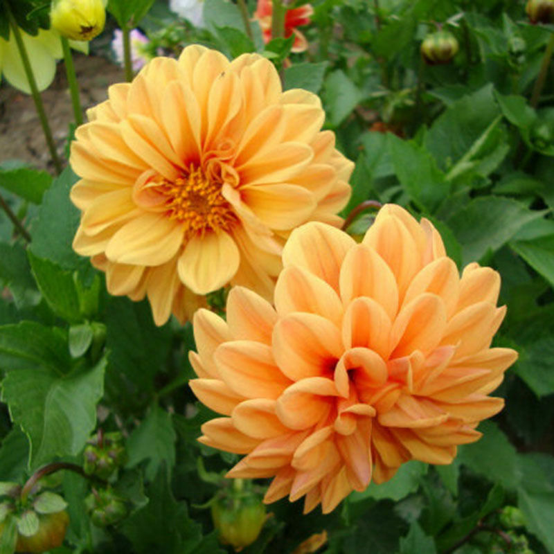 2Pcs Yellow White Sunrise Amaryllis Bulbs Hippeastrum